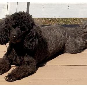 Image of Sole, Lost Dog