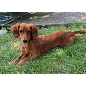 Image of Pinto, Lost Dog