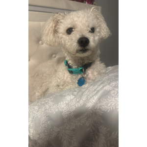 Image of Teddy, Lost Dog