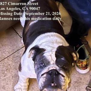 Image of Ramses, Lost Dog
