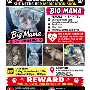 Image of Big Mama, Lost Dog