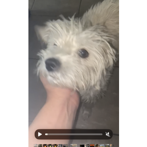 Image of CHIQUITA, Lost Dog