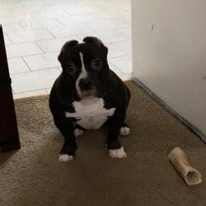 Image of Missy, Lost Dog