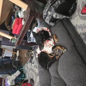 Image of Odin, Lost Dog