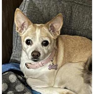 Image of Peppa, Lost Dog