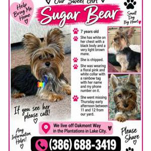 Lost 1 Sugar bear (Florida)