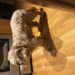 Image of Baxter, Lost Dog