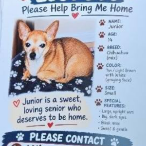 Image of Junior, Lost Dog