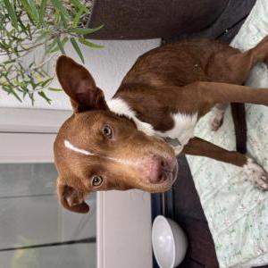 Image of Unknown, Found Dog