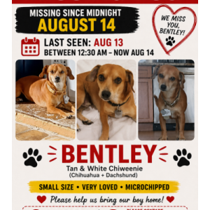 Image of Bentley, Lost Dog