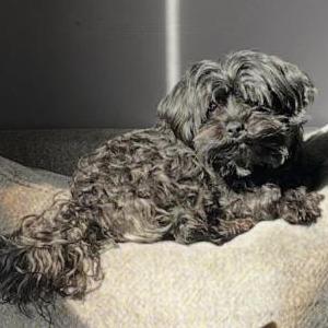 Image of Titus, Lost Dog