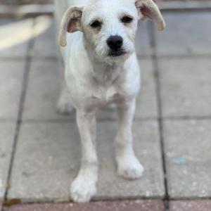 Image of Blanca, Lost Dog