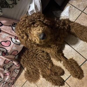 Image of Benny, Lost Dog