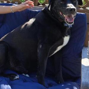 Image of Ninja, Lost Dog