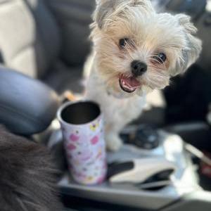 Image of Twerky, Lost Dog
