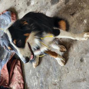 Image of Unknown, Found Dog