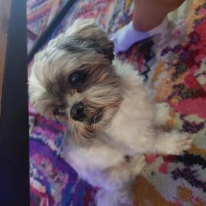 Image of Doodles, Lost Dog