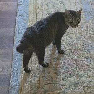Lost 2 Mr. Bigglesworth (West Virginia)