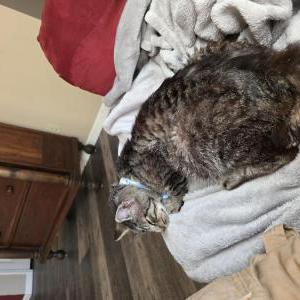 2nd Image of Mr. Bigglesworth, Lost Cat