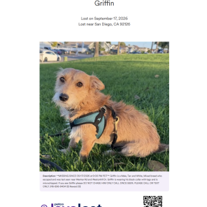Image of Griffin, Lost Dog