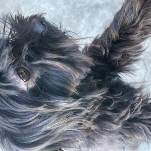 Image of Cairo, Lost Dog