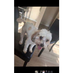 Image of Phelman, Lost Dog