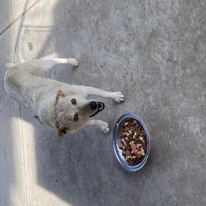 Lost 1 Emma (CA)