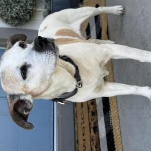 Image of Unknown, Found Dog