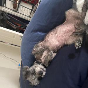 Image of maggie, Lost Dog
