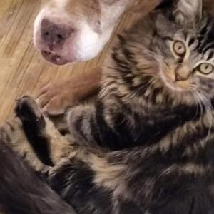Image of Marceline, Lost Dog