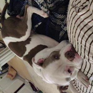 Image of Prince, Lost Dog