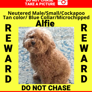 Image of Arenita, Lost Dog