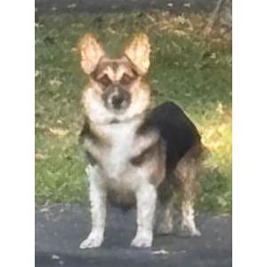 Image of unknown, Found Dog