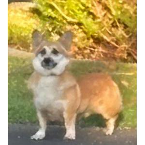 Image of unknown, Found Dog