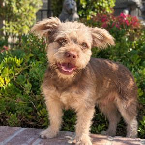Image of Unknown, Found Dog