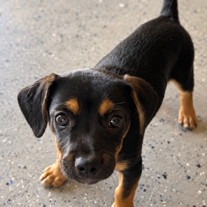 Image of Unknown, Found Dog