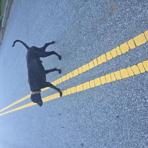 Lost 1 Pukie (NC)