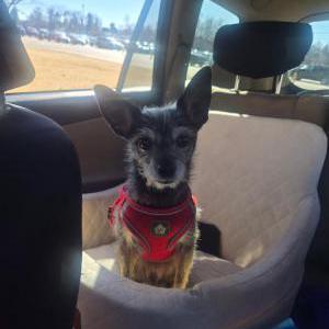 Image of Gizmo, Lost Dog