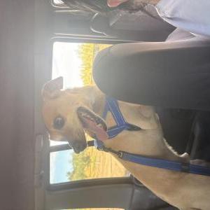Image of Unknown, Found Dog