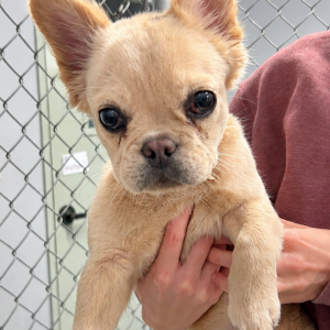 Image of Unknown, Found Dog