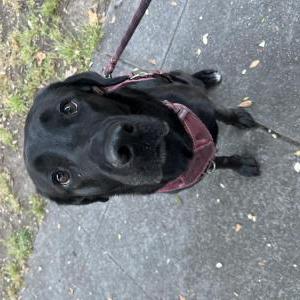 Image of Seri, Lost Dog