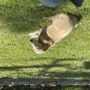 Image of Daisy, Lost Dog