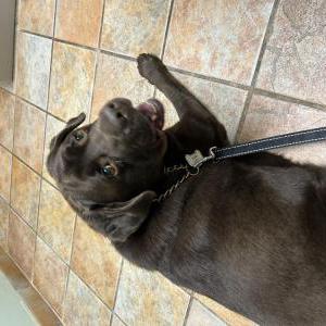Lost 1 Winston (Michigan)