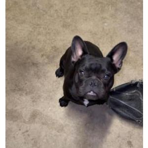 Image of Venom, Lost Dog