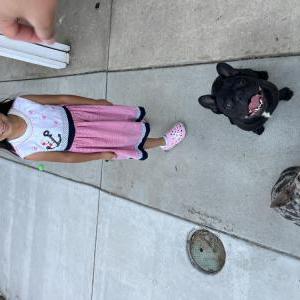 Image of Venom & Shibba, Lost Dog