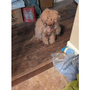 Lost 1 Mooka (California)