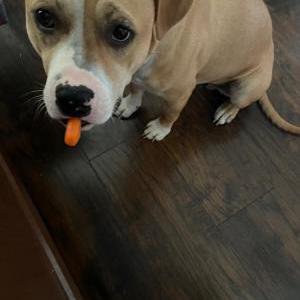 Image of Otto, Lost Dog