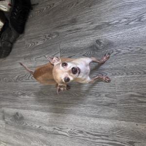 Image of Bambi, Lost Dog