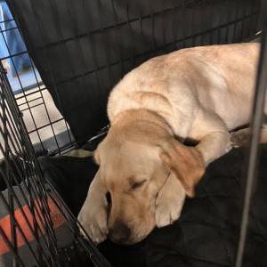 Lost 1 Cody (Tennessee)