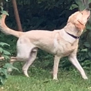 2nd Image of Cody, Lost Dog